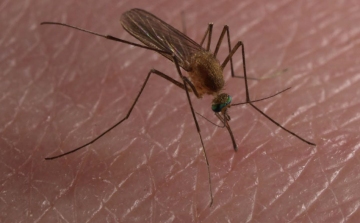 Az Ipoly-mentén is gyérítik a szúnyogokat a héten
