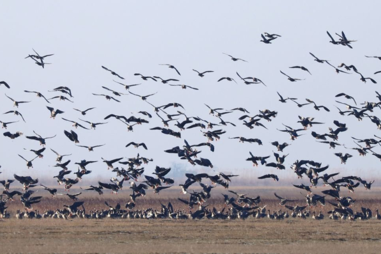 A vadlúdcsapatok titka a pontos kommunikáció