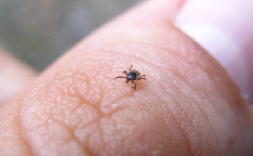 Nagyon nem mindegy, hogyan szedjük ki a kullancsokat