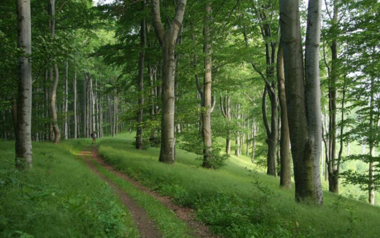 Kisiskolások vetélkedője a természetről