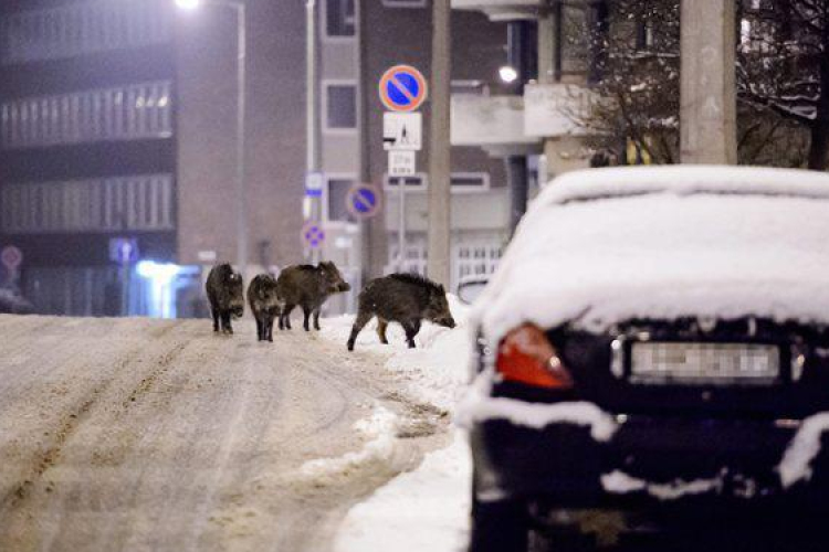 Hajtóvadászatot tartottak a városba látogató vaddisznók miatt Salgótarjánban