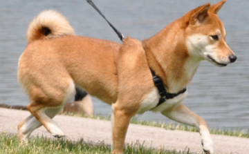 Garázdaság Salgótarjánban