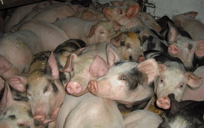 Csökkent a sertések száma megyénkben