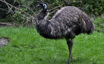 Emuk érkeztek Nyírjesbe