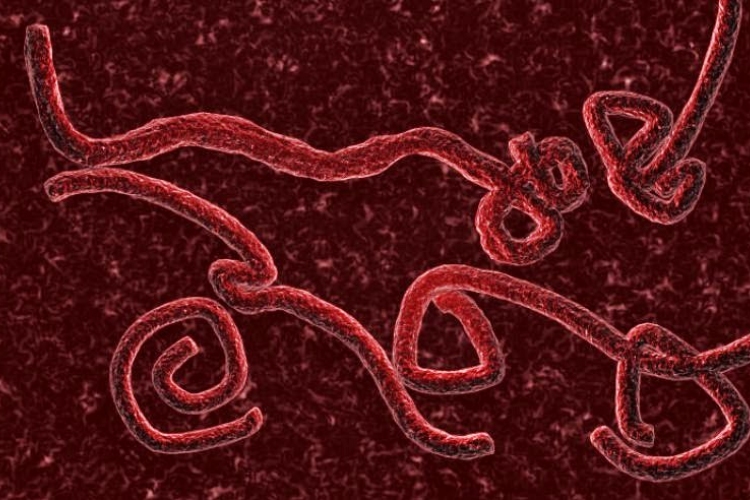 Nem okoz világjárványt az ebola a vírus felfedezője szerint