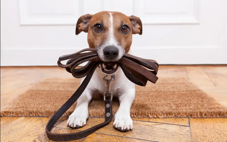 A közös séta jó alkalom lehet arra, hogy tanítsuk kedvencünket
