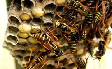 Méhek és darazsak ellen
