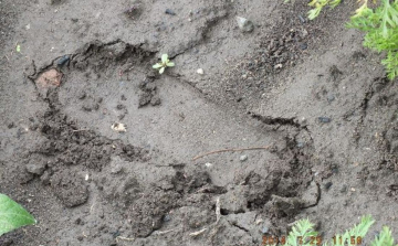 Pincét, garázst, nyári konyhát fosztott ki