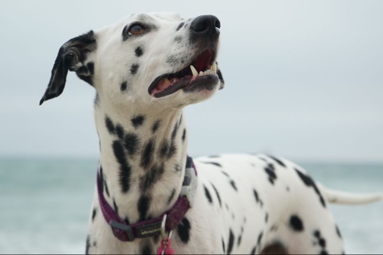 6 kutyafajta, amit nem jó ötlet lakásban tartani