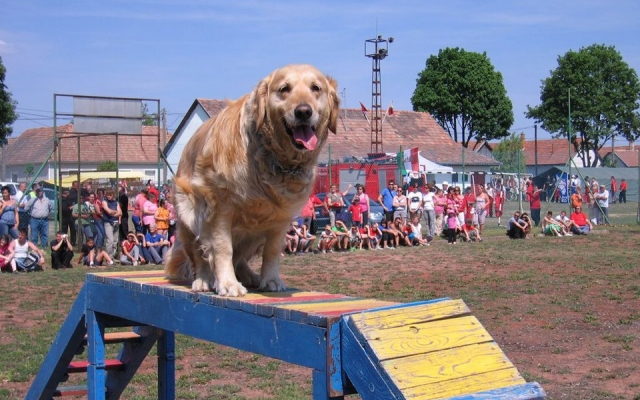 Mentőkutyások továbbképzése