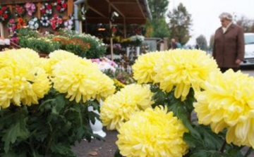 Temetőből lopta a virágot