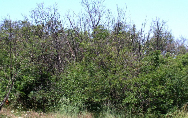 Fapusztulás a Mátrában