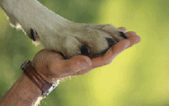 Adománygyűjtés állatvédőknek