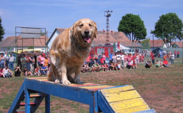 Mentőkutyások továbbképzése
