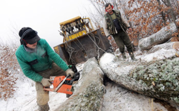 Megkezdődött a téli erdei közfoglalkoztatás az Ipoly Erdő Zrt.-nél