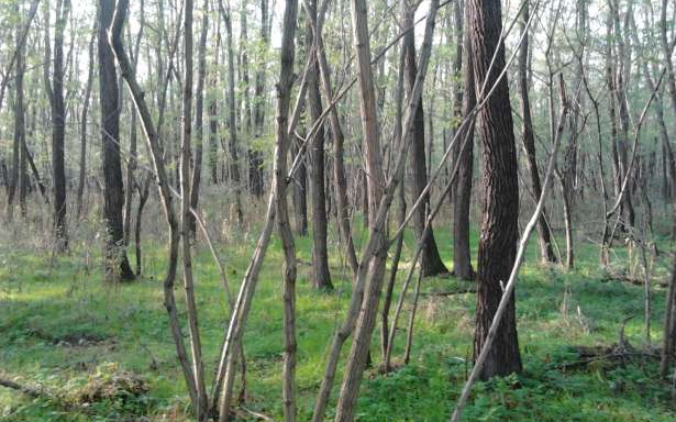 Kiszorítják az akácosokat a Mátrából és a Bükkből