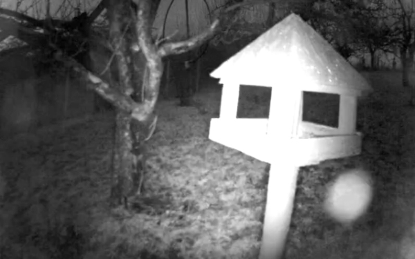 Webkamerán nézhetők a madáretető vendégei