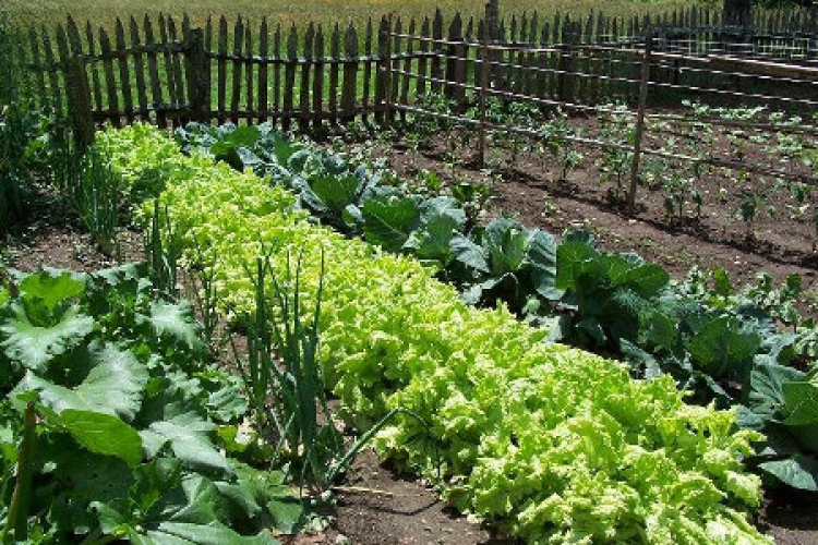 Továbbra is művelhetik földjeiket a hobbikertek bérlői