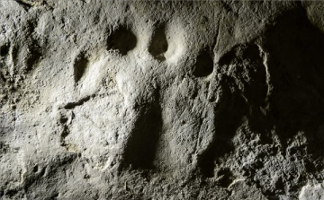 Újabb ősállatok nyomai kerültek elő Ipolytarnócon