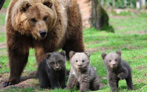 Állandó faj lett Nógrád megyében a barnamedve