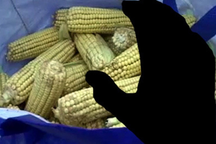 Kukoricát lopott az idős ember