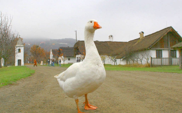 A Márton-nap története röviden - ha Márton jókedvű, akkor bizony kemény lesz a tél
