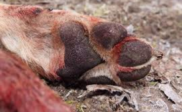 Orvvadászattal gyanúsítanak egy salgótarjáni férfit