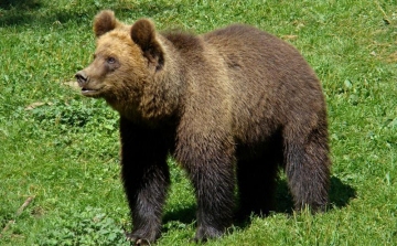 A medvék megjelenése óvatosságra int, de pánikra nincsen ok Nógrádban