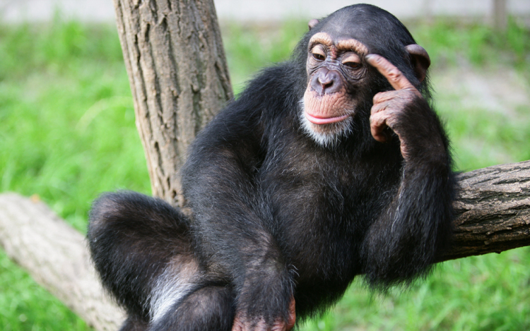 Most megmutatjuk a világ legintelligensebb állatait