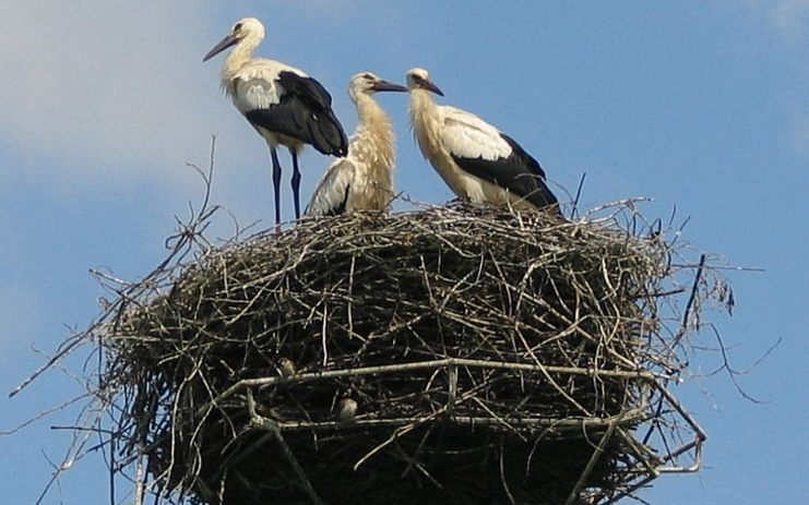 Dejtárról közvetít a gólyamozi