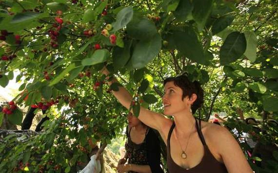 Százak tanácsa Nógrád megyében