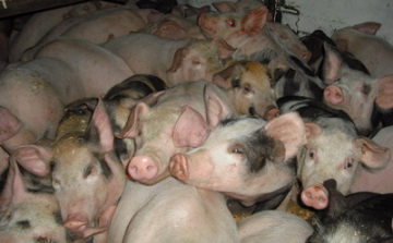 Csökkent a sertések száma megyénkben