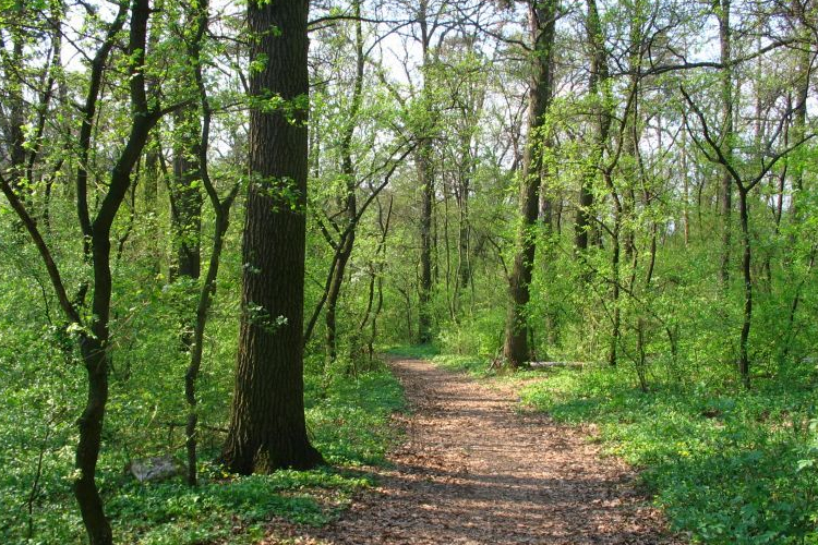 Erdészek érték tetten