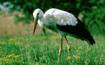 Egyiptomban kémnek vélték a pősténypusztai gólyát