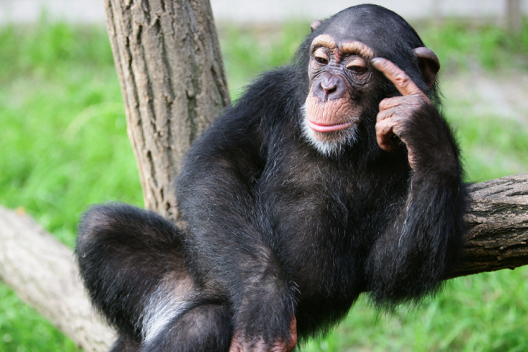 Most megmutatjuk a világ legintelligensebb állatait