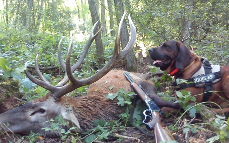 Megkezdődött a vadászati idény a somogyi erdőkben