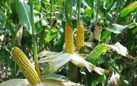 Résen volt a mezőőr