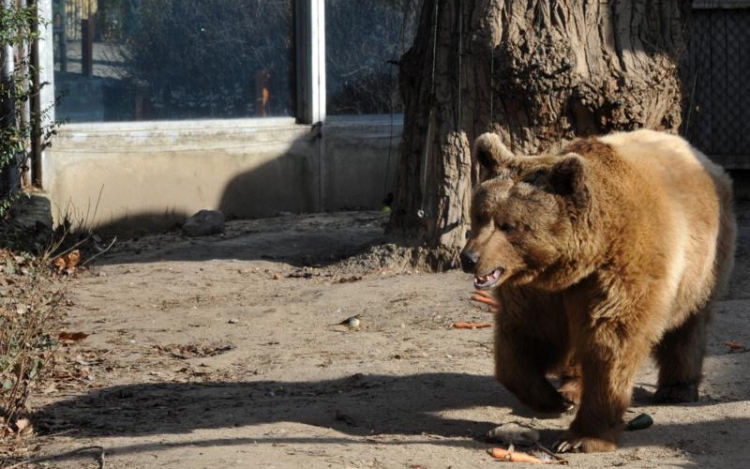 Lelőttek egy medvét Salgótarján határában: nyomoz a rendőrség