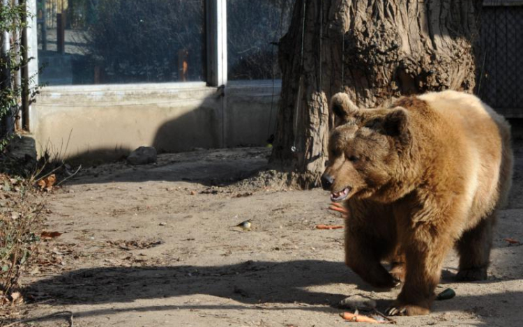 Lelőttek egy medvét Salgótarján határában: nyomoz a rendőrség