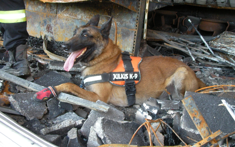 Szügyi mentőkutyások sikere