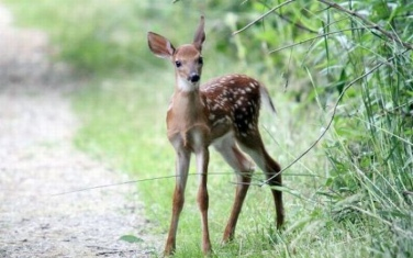 Vádat emeltek a kertjében őzet leölő férfi ellen 