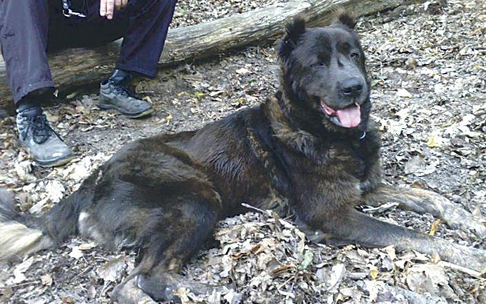 Hajszát indítottak a vadász után