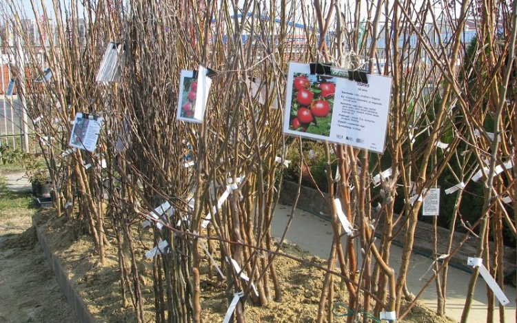 Facsemetéket osztottak