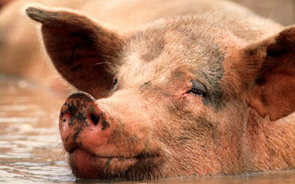 Kevés a sertés Nógrádban