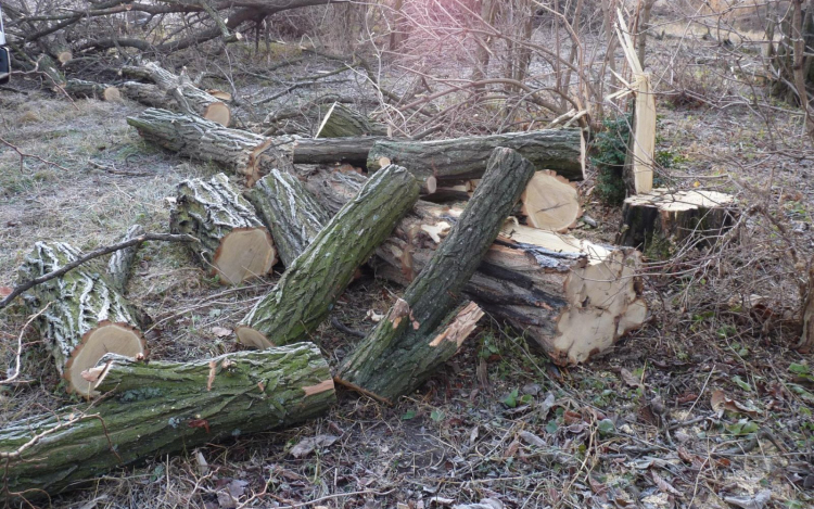 Lebuktak a fatolvajok