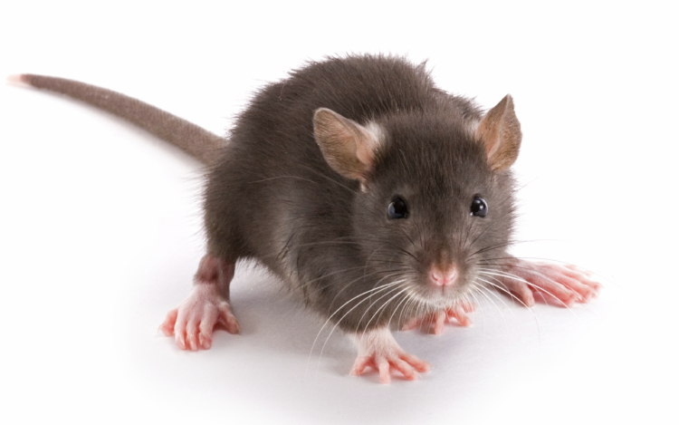 Rágcsálóirtás Salgótarjánban