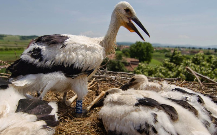 Nógrádi fészkekbe kerültek a nagyhalászi gólyafiókák