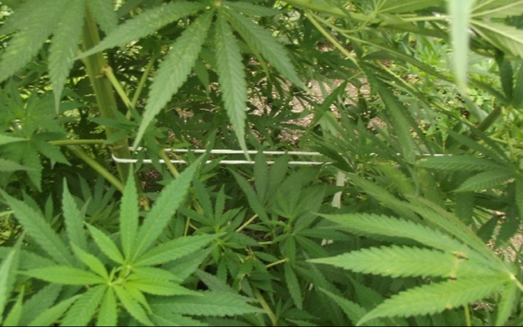 Vadkender az udvaron