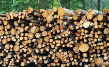 Lefoglalták a lopott fát