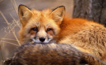 Négy rókát lőttek ki Rétságon